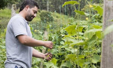 220 huertas contribuirán con la seguridad alimentaria de Medellín