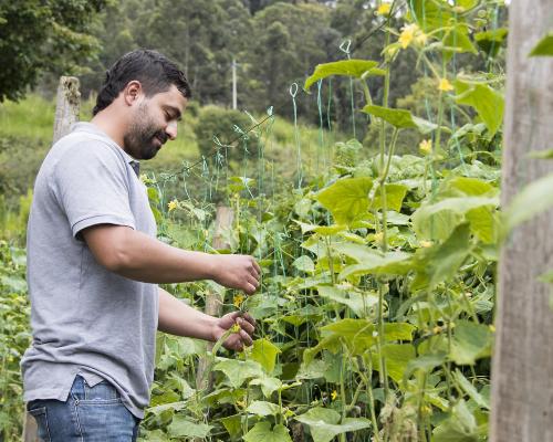 220 huertas contribuirán con la seguridad alimentaria de Medellín