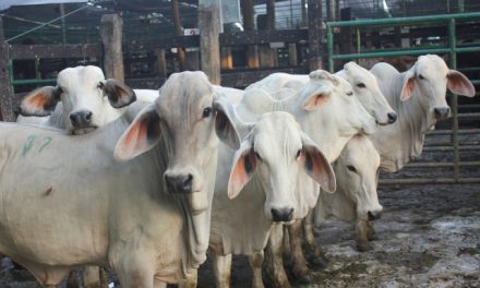 Radicado proyecto de ley que promueve el consumo de carne bovina de origen colombiano
