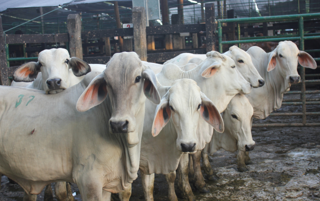 Radicado proyecto de ley que promueve el consumo de carne bovina de origen colombiano
