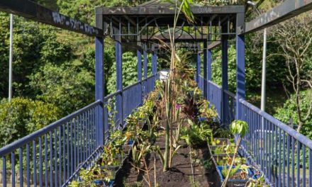 Medellín crece como Ecociudad con la adecuación de puentes ecológicos