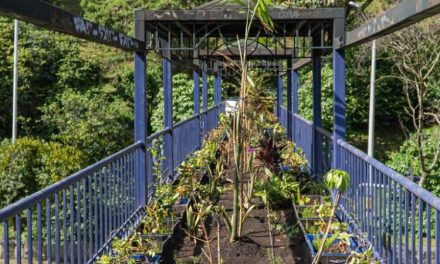 Medellín crece como Ecociudad con la adecuación de puentes ecológicos