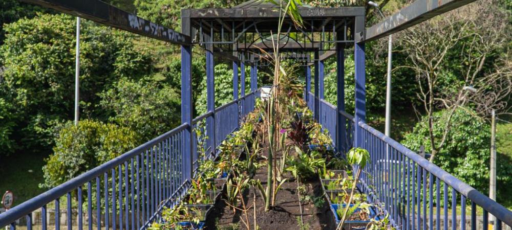 Medellín crece como Ecociudad con la adecuación de puentes ecológicos