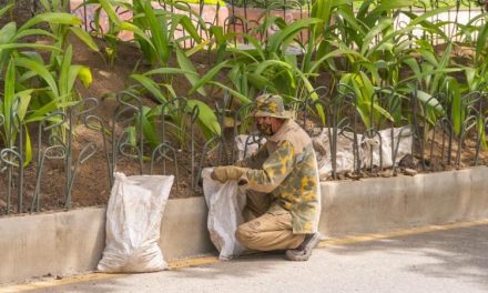 Zonas verdes de Medellín serán cuidadas por expertos del Jardín Botánico