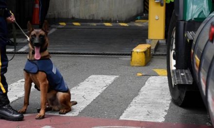 Esta es la vida de los perros que trabajan en la Alcaldía de Medellín