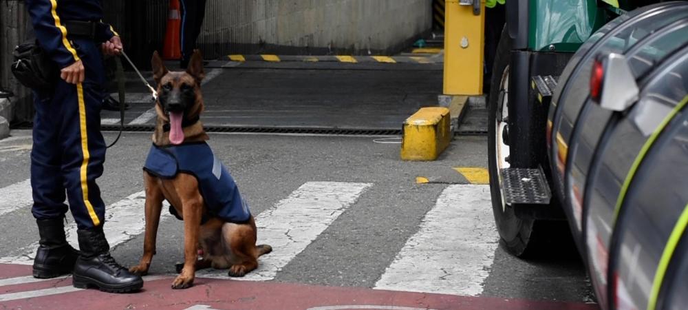 Esta es la vida de los perros que trabajan en la Alcaldía de Medellín