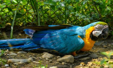 Son reubicadas guacamayas por el Dagma, en Cartagena