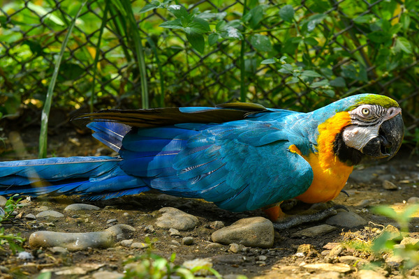 Son reubicadas guacamayas por el Dagma, en Cartagena