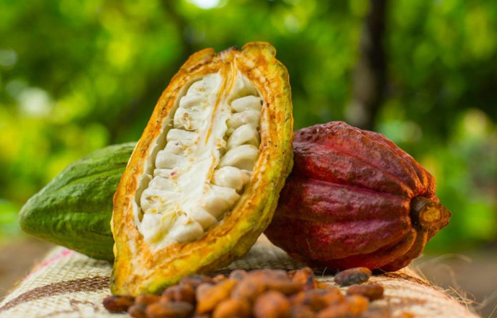 Cacao colombiano busca abrir nuevas oportunidades comerciales en la región Measa