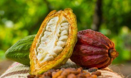 Cacao colombiano busca abrir nuevas oportunidades comerciales en la región Measa