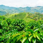 Gobierno da viabilidad a acuerdo para recuperar la Cooperativa de Cafeteros de Andes