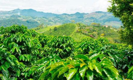 Gobierno cumple meta del Plan Nacional de Desarrollo con el Acuerdo de Café