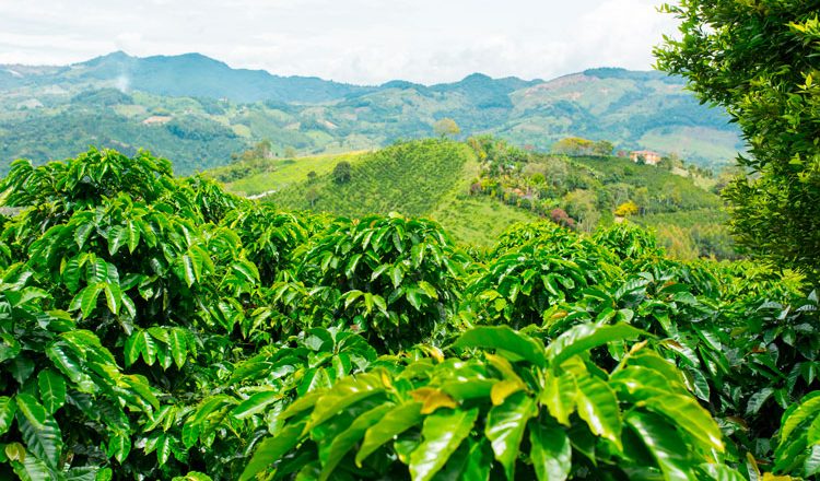 Gobierno cumple meta del Plan Nacional de Desarrollo con el Acuerdo de Café