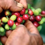 Federación Nacional de Cafeteros advirtió caída del 10% en la producción de café