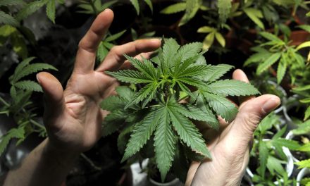 Cannabis: La oportunidad de reactivación económica en Colombia, según Bloomberg