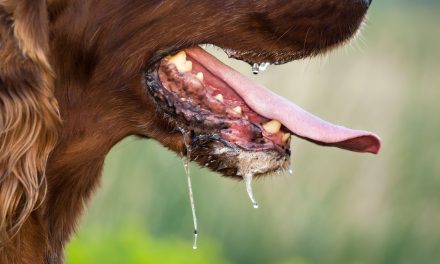 En Colombia se busca vacunar a más de un millón de animales para evitar la rabia silvestre