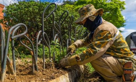 Ciudad verde: Más de 3.300 árboles han sido sembrados durante este año en Medellín