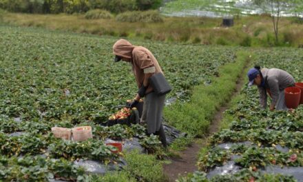 Reactivación del campo en 2021 tuvo una inversión de cerca $600.000 millones y benefició a 487.000 productores