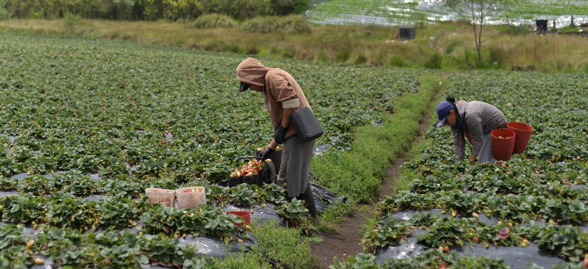 Antioquia: Develan riesgos en sectores avícola, lácteo y floricultor