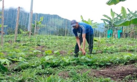 Duque sancionó Ley de Insumos Agropecuarios, que apoya a pequeños y medianos productores