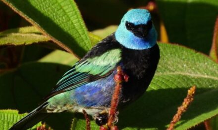 Se incrementaron en 30% avistamientos de aves y nuevas especies en Medellín