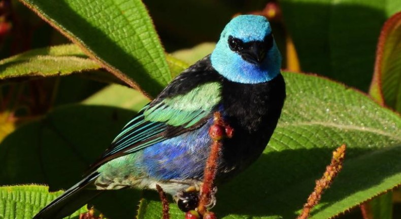 Se incrementaron en 30% avistamientos de aves y nuevas especies en Medellín