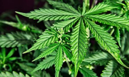 Gran paso: Gobierno expidió reglamentación para uso de cannabis medicinal y usos industriales