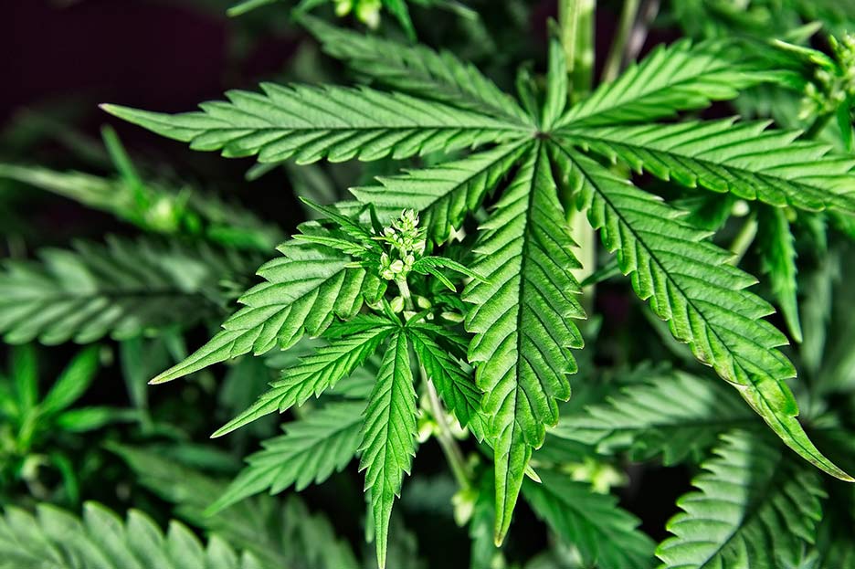 Reacciones: se hunde proyecto de ley de regulación del Cannabis