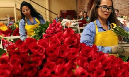 Reactivación económica: El sector floricultor, protagonista en época de San Valentín