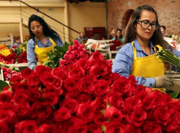 Reactivación económica: El sector floricultor, protagonista en época de San Valentín