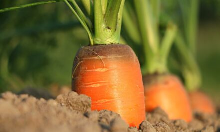 Cooperativa especializada en agro lanzó proyectos digitales para campesinos colombianos