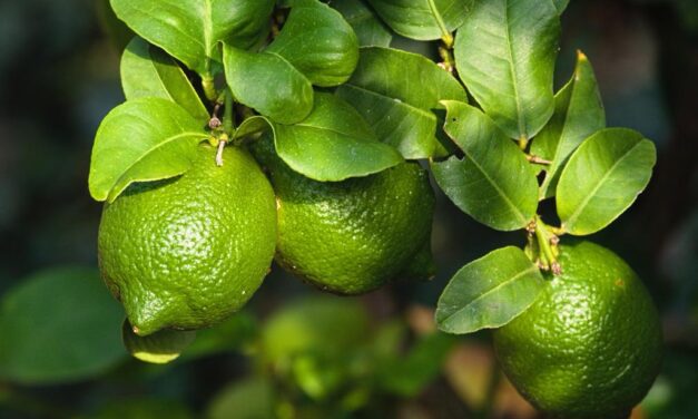 Crece el agro: antes de terminar el 2022, Antioquia tendrá 1.000 nuevos predios con registro exportador