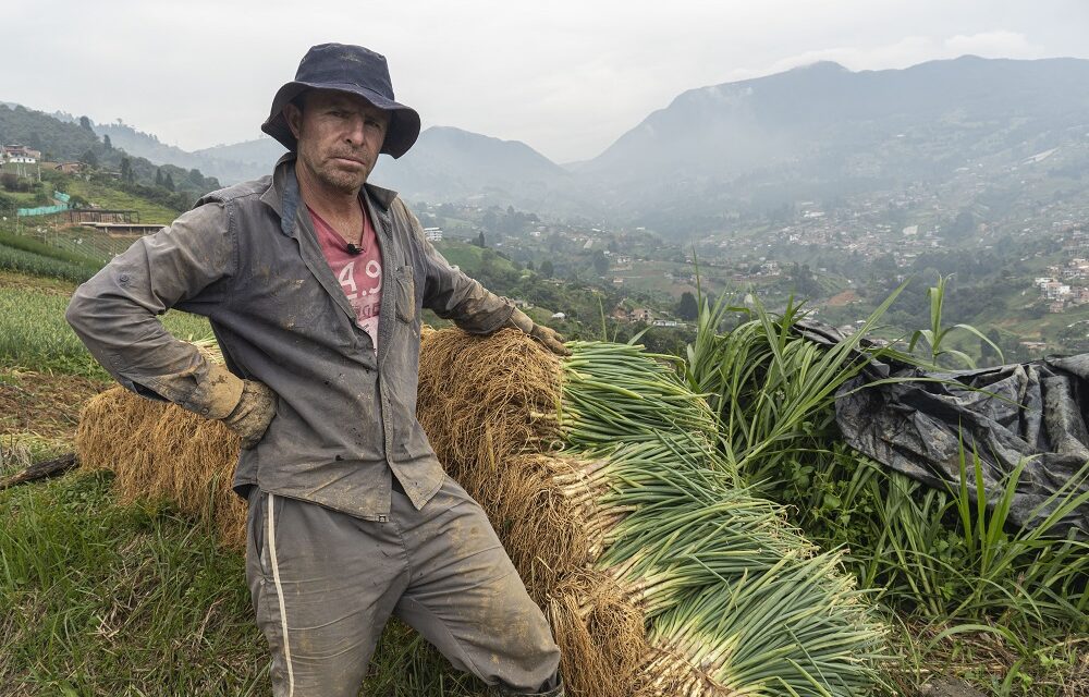 Apoyo al agro en Medellín: 80 productores rurales abastecen tiendas de barrio sin costos de transporte