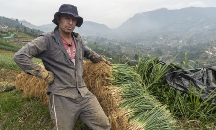 Apoyo al agro en Medellín: 80 productores rurales abastecen tiendas de barrio sin costos de transporte