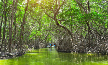 ¿Por qué se celebra el Día del Manglar? conozca todo acerca de ecosistema clave contra el cambio climático