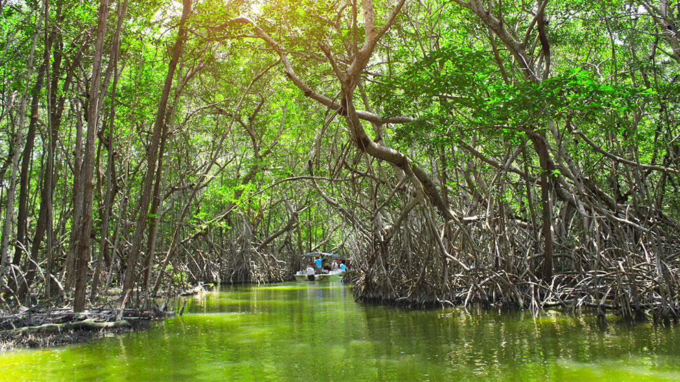 ¿Por qué se celebra el Día del Manglar? conozca todo acerca de ecosistema clave contra el cambio climático