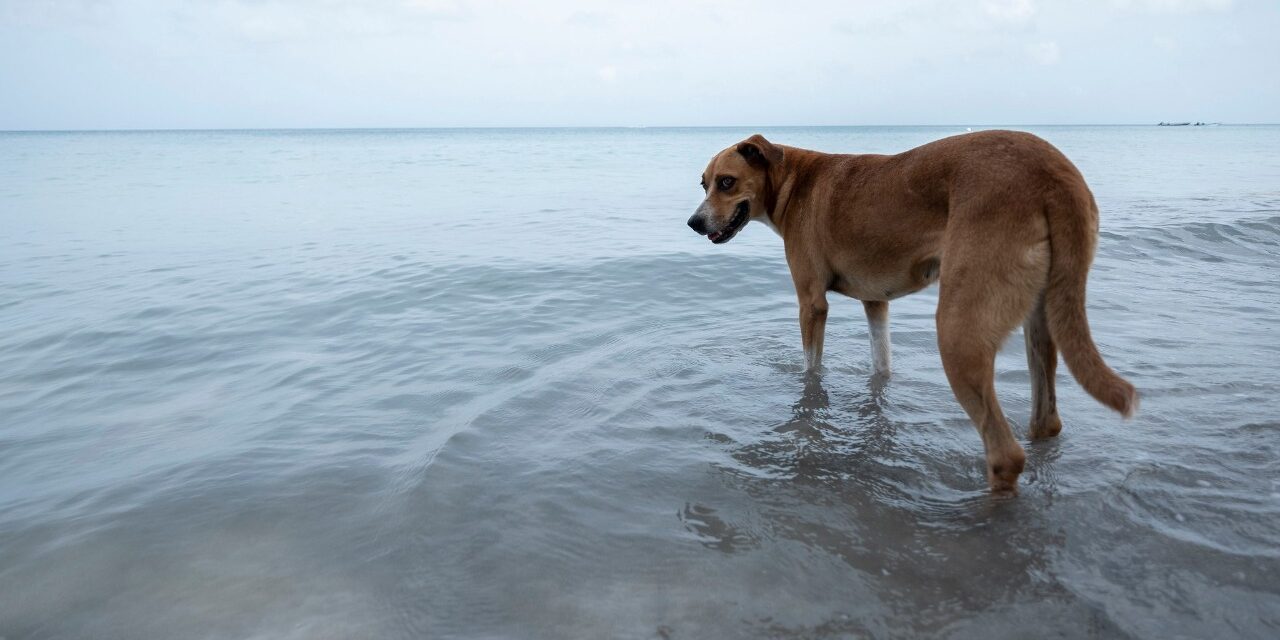 Minambiente aprobó la Política Nacional de Protección y Bienestar Animal