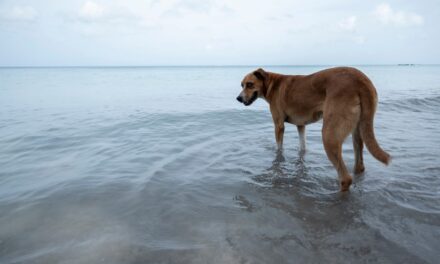 Minambiente aprobó la Política Nacional de Protección y Bienestar Animal