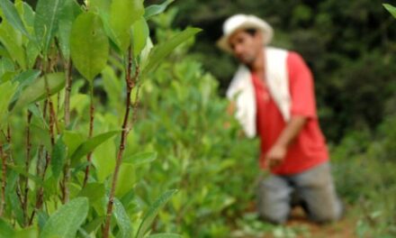 El Gobierno apoya el proyecto de ley que establece un tratamiento penal diferenciado para pequeños agricultores vinculados a cultivos ilícitos: MinJusticia