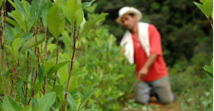 El Gobierno apoya el proyecto de ley que establece un tratamiento penal diferenciado para pequeños agricultores vinculados a cultivos ilícitos: MinJusticia