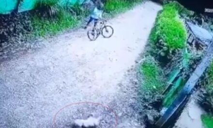 Indignación en Dagua, Valle, tras muerte de un perro que fue golpeado con una piedra por ciclista