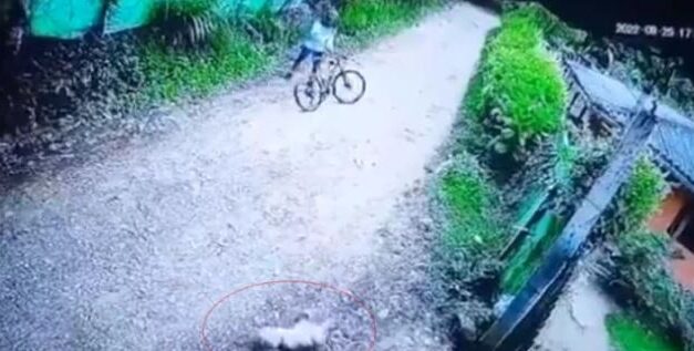 Indignación en Dagua, Valle, tras muerte de un perro que fue golpeado con una piedra por ciclista