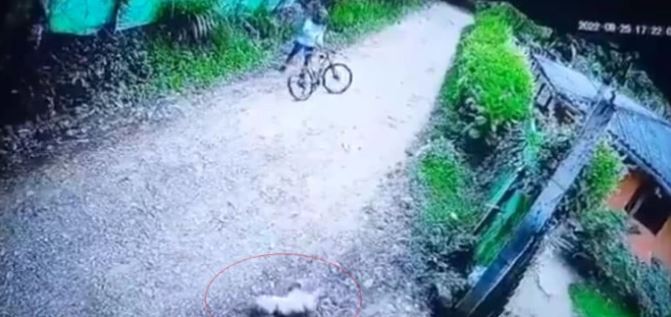 Indignación en Dagua, Valle, tras muerte de un perro que fue golpeado con una piedra por ciclista