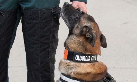 Seguridad privada piden a la Superintendencia de Vigilancia se cree el día del perro guardián