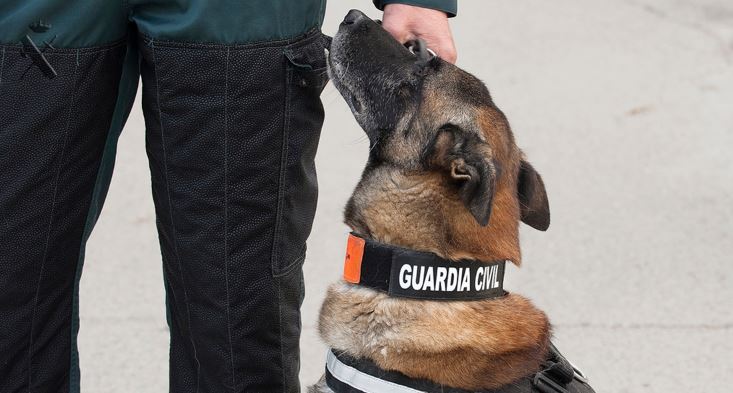 Seguridad privada piden a la Superintendencia de Vigilancia se cree el día del perro guardián