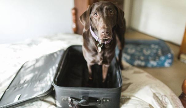 ¿Cómo se maneja en Colombia la custodia de las mascotas al momento de un divorcio?, conozca los detalles