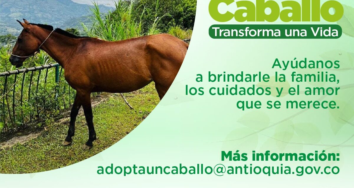 La Gerencia de Bienestar Animal de Antioquia busca adoptantes de caballos en situación de vulnerabilidad