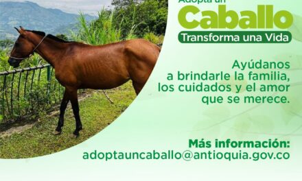 La Gerencia de Bienestar Animal de Antioquia busca adoptantes de caballos en situación de vulnerabilidad