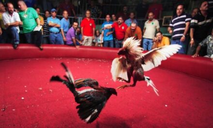 A traves de un plantón en el capitolio de la República, galleros rechazan ley que pretende eliminar peleas de gallos