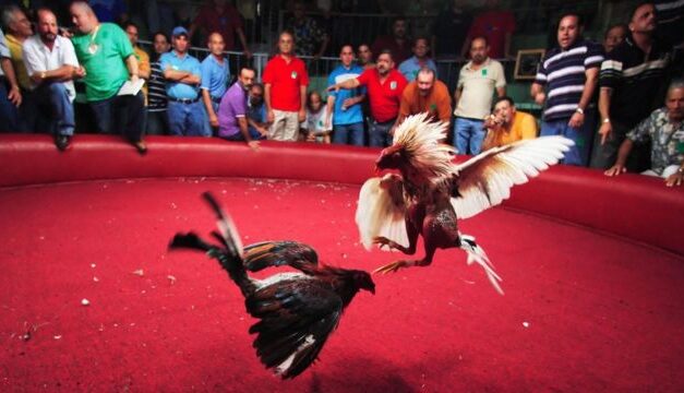 A traves de un plantón en el capitolio de la República, galleros rechazan ley que pretende eliminar peleas de gallos
